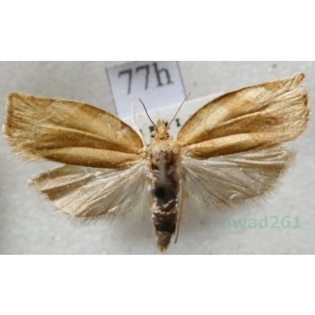 Pandemis cerasana (Hübner, 1786) Zwójkówka porzeczkóweczka Czech77h